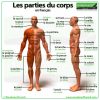 Parts of the body in French. Les parties du corps en français.