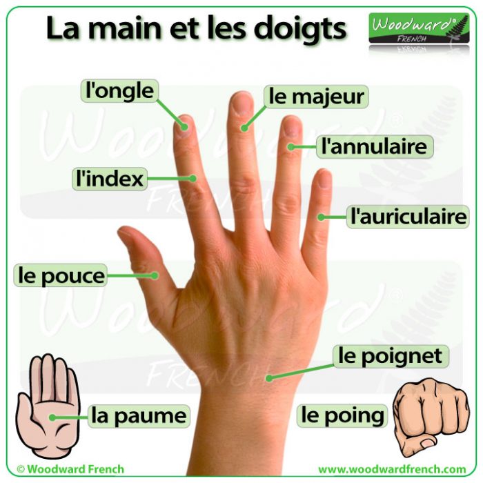 La main et les doigts en français - Hand and fingers in French